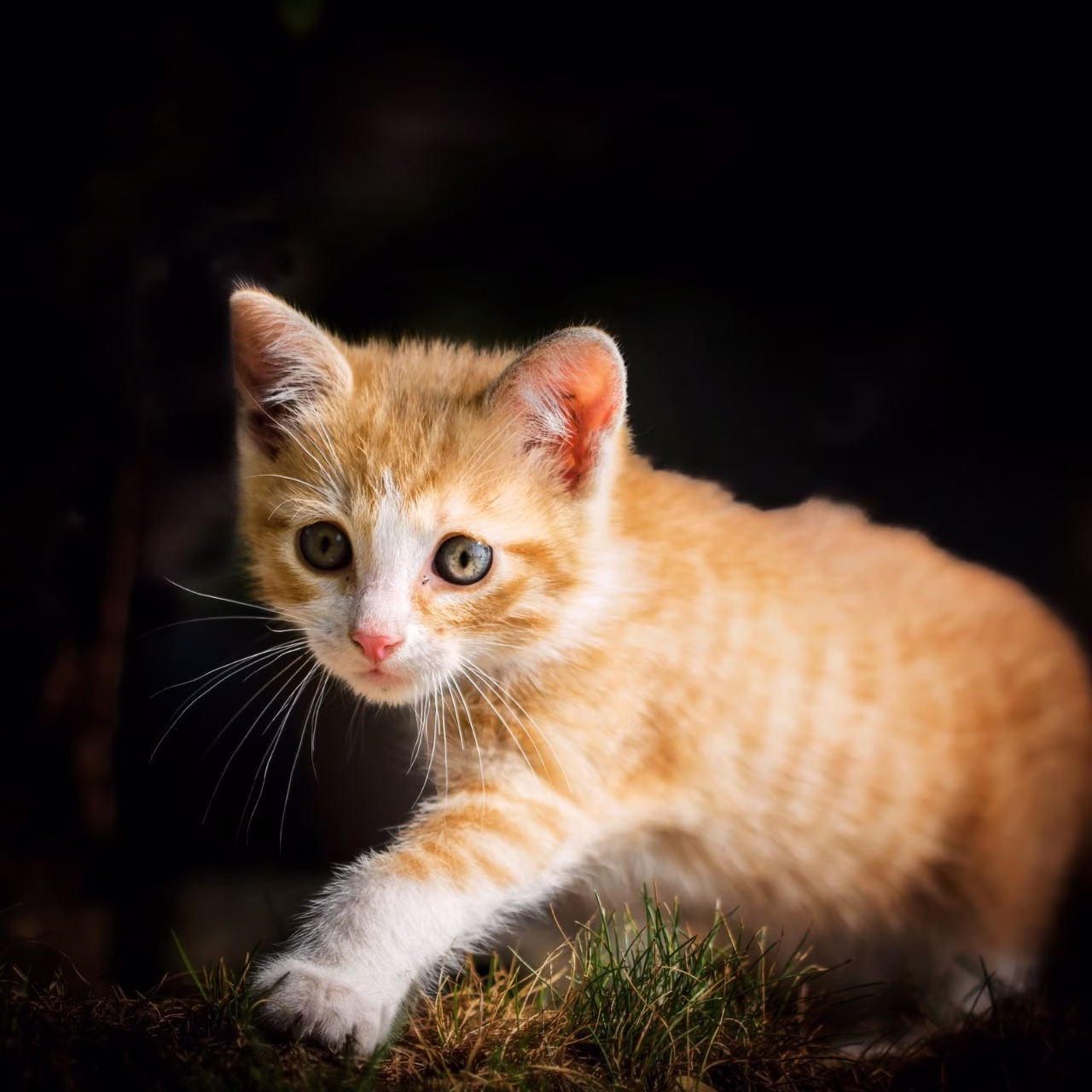 บางส่วนคว้าโอกาสทางการตลาด: จุดขาย 3 อันดับแรกของ Odourlock Cat Litter
